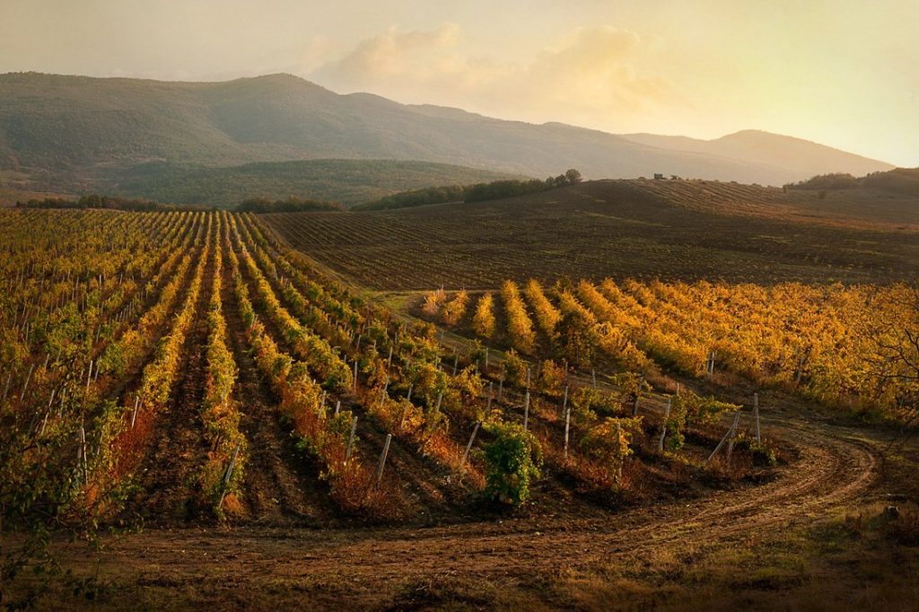 Crimean vineyards