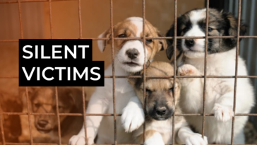 The struggle to protect stray animals during the war